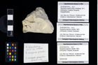 Foto (Objekt + Etikett) von Decapoda propodus (Latreille, 1802)  (NHMW-GEO-2014-0194-1018b)